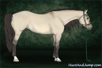 Horse Color:Buckskin Dun