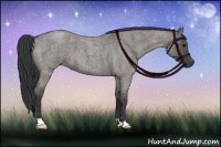 Horse Color:Grullo Roan