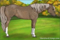 Horse Color:Chocolate Palomino 
