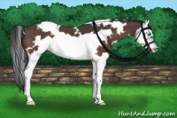 Horse Color:White Spotted Bay Roan Splash Frame