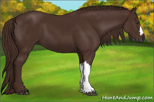 Horse Color:Gray Chestnut