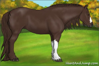 Horse Color:Gray Chestnut 