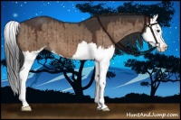 Horse Color:Brown Dun Sabino Splash 