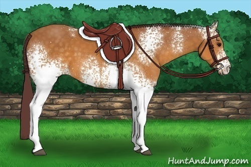 Horse Color:White Spotted Chocolate Buckskin 