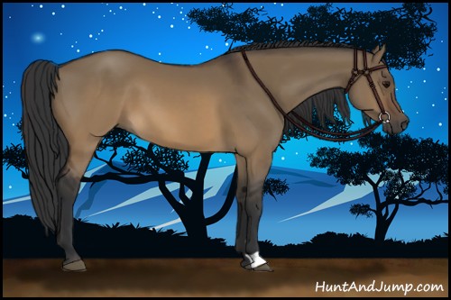 Horse Color:Brown Dun