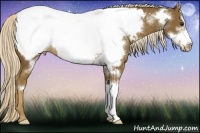 Horse Color:Chocolate Palomino Frame Appaloosa Rabicano