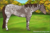 Horse Color:White Spotted Liver Chestnut Ice