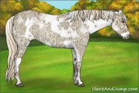 Horse Color:White Spotted Palomino Ice Dun Rabicano