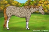 Horse Color:Red Dun Ice 