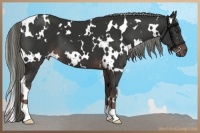 Horse Color:White Spotted Liver Chestnut