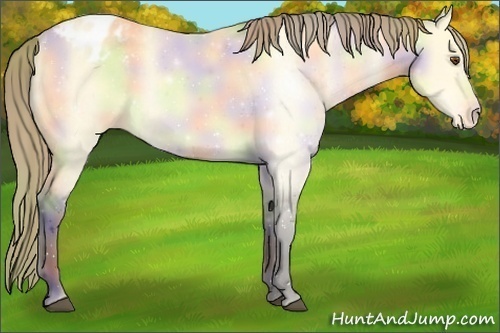 Horse Color:Nacre Buckskin Dun Varnish