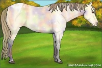 Horse Color:Nacre Buckskin Dun Varnish 