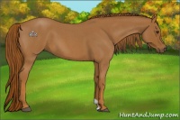 Horse Color:Red Roan 