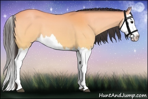 Horse Color:Buckskin Splash