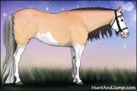 Horse Color:Buckskin Splash 