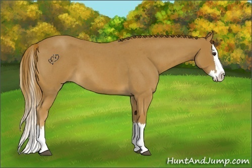 Horse Color:Red Roan Splash 