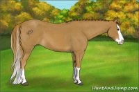 Horse Color:Red Roan Splash 