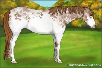 Horse Color:White Spotted Chestnut Ice Rabicano 