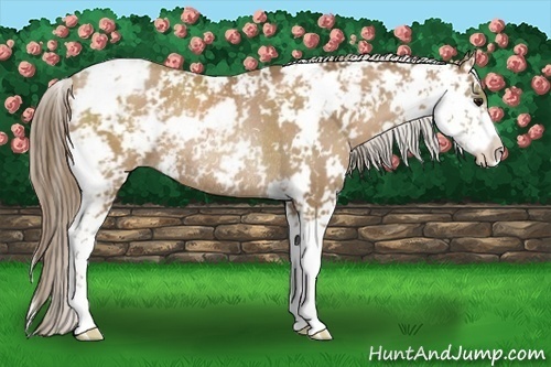 Horse Color:Black Pearl Sabino Rabicano 