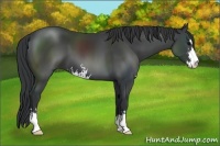 Horse Color:Black Sabino 