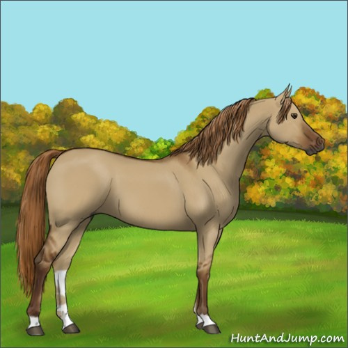 Horse Color:Gray Red Dun 