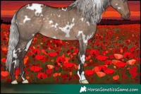 Horse Color:White Spotted Silver Brown Dun
