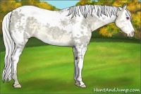 Horse Color:White Spotted Silver Classic Cream Champagne Chinchilla Splash Tobiano 