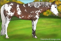 Horse Color:White Spotted Silver Black Splash