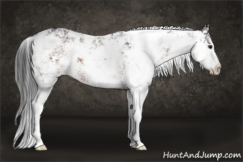 Horse Color:Brown Sabino Rabicano 