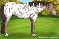 Horse Color:Classic Champagne Appaloosa 