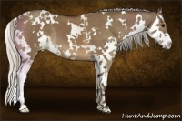 Horse Color:White Spotted Silver Brown Dun Splash 