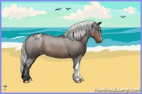 Horse Color:Liver Chestnut Mushroom Appaloosa