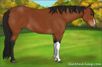Horse Color:Gray Bay  and Gray Bay 