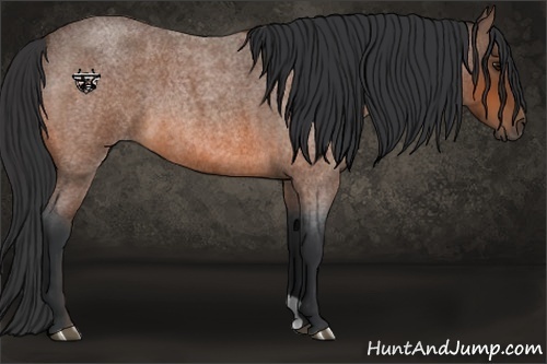Horse Color:Bay Roan 