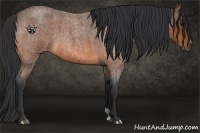 Horse Color:Bay Roan 