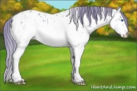 Horse Color:Watercolor White Spotted Black Splash Appaloosa 