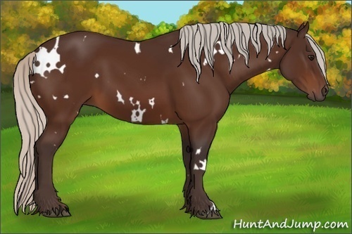 Horse Color:White Spotted Silver Brown