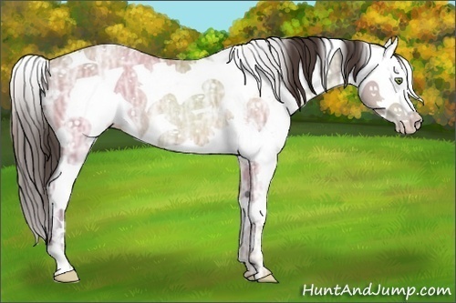 Horse Color:Sable Champagne Ice Sabino Rabicano 