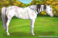 Horse Color:Sable Champagne Ice Sabino Rabicano 