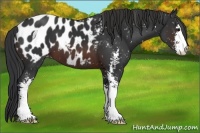 Horse Color:Brown Sabino Appaloosa 