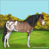 Horse Color:Brown Sabino Blanket Rabicano 