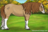 Horse Color:Red Dun Splash 