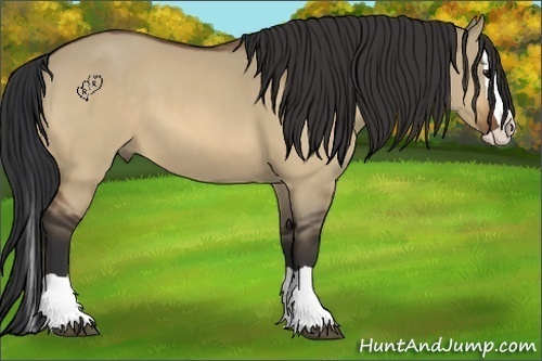 Horse Color:Bay Dun Splash