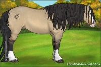 Horse Color:Bay Dun Splash 