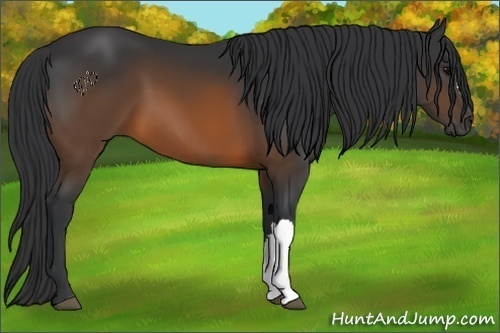 Horse Color:Brown 