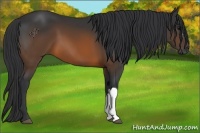 Horse Color:Brown 