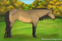 Horse Color:Buckskin 