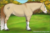 Horse Color:Red Dun Splash 