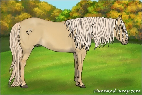 Horse Color:Palomino Dun 