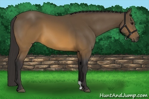 Horse Color:Buckskin 